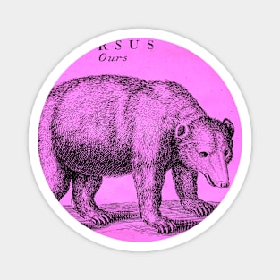 Pinkbear Antique Engraving Magnet